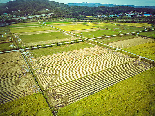 포토 JPG 주간 여행 한국 논 풍경 사람없음 야외 하이앵글 수확 벼 가을 경기도 항공촬영 국내여행 전경 국내포토 여주시 자연요소 계절 아시아 뷰포인트 농업 곡류 파일형식 탑뷰