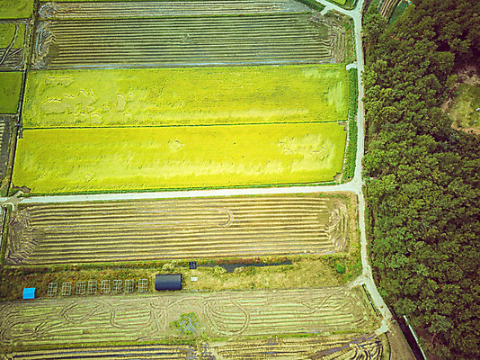 포토 JPG 주간 여행 한국 논 풍경 사람없음 야외 하이앵글 수확 벼 가을 경기도 항공촬영 국내여행 전경 국내포토 여주시 자연요소 계절 아시아 뷰포인트 농업 곡류 파일형식 탑뷰