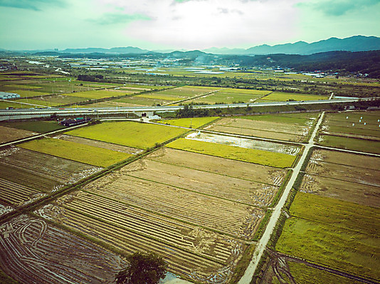 포토 JPG 주간 여행 한국 논 풍경 사람없음 야외 하이앵글 수확 벼 가을 경기도 항공촬영 국내여행 전경 국내포토 여주시 자연요소 계절 아시아 뷰포인트 농업 곡류 파일형식 탑뷰