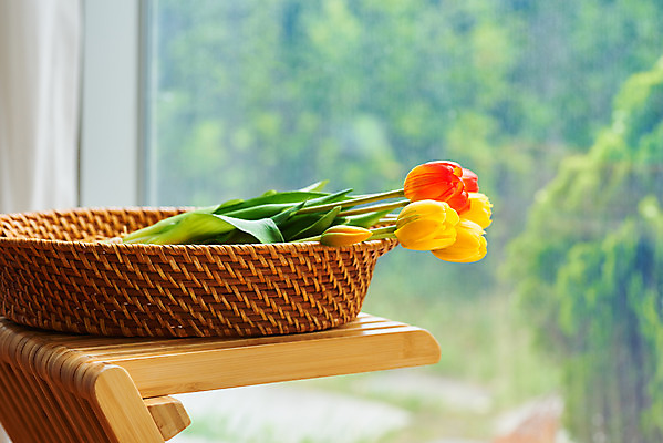 포토 JPG 스튜디오촬영 꽃 재료 실내 취미 사람없음 인테리어 바구니 튤립 공예 DIY 라탄바구니 원데이클래스 라탄공예 국내포토 식물 디자인 내부 클래스 파일형식