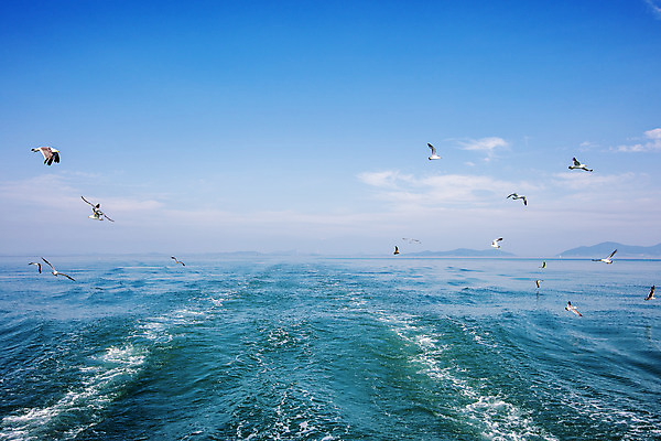 포토 JPG 주간 바다 여행 여러마리 갈매기 하늘 한국 풍경 사람없음 야외 관광지 전라남도 국내여행 서해안 신안 국내포토 자연요소 아시아 다수 조류 전라도 파일형식