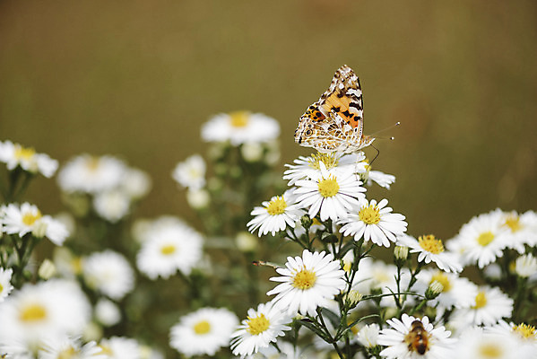 포토 JPG 주간 식물 한마리 나비 곤충 꽃밭 자연 국화 풍경 근접촬영 사람없음 야외 아웃포커스 가을풍경 감성 경기도 나리공원 국내포토 양주시 자연요소 동물 1 공원 꽃 뷰포인트 컨셉 한국 촬영기법 생태계 파일형식 양주_한국 가을_계절