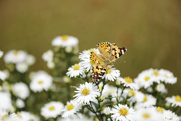 포토 JPG 주간 식물 한마리 나비 곤충 꽃밭 자연 국화 풍경 근접촬영 사람없음 야외 아웃포커스 가을풍경 감성 경기도 나리공원 국내포토 양주시 자연요소 동물 1 공원 꽃 뷰포인트 컨셉 한국 촬영기법 생태계 파일형식 양주_한국 가을_계절