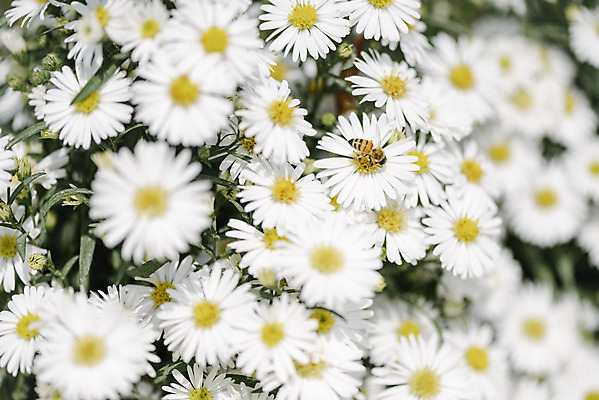 포토 JPG 주간 식물 한마리 곤충 꽃밭 자연 국화 풍경 근접촬영 사람없음 야외 아웃포커스 가을풍경 꿀벌 벌 감성 경기도 나리공원 국내포토 양주시 자연요소 동물 1 공원 꽃 뷰포인트 컨셉 한국 촬영기법 벌_곤충 생태계 파일형식 양주_한국 가을_계절
