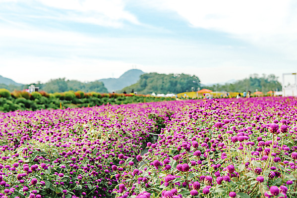 포토 JPG 주간 식물 꽃밭 자연 하늘 풍경 사람없음 야외 가을풍경 감성 경기도 한해살이풀 천일홍 나리공원 국내포토 양주시 자연요소 공원 꽃 컨셉 한국 생태계 파일형식 양주_한국 가을_계절