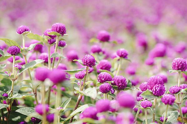 포토 JPG 주간 식물 꽃밭 자연 풍경 근접촬영 사람없음 야외 아웃포커스 가을풍경 감성 경기도 한해살이풀 천일홍 나리공원 국내포토 양주시 자연요소 공원 꽃 뷰포인트 컨셉 한국 촬영기법 생태계 파일형식 양주_한국 가을_계절