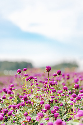 포토 JPG 주간 식물 꽃밭 자연 하늘 풍경 사람없음 야외 가을풍경 감성 경기도 한해살이풀 천일홍 나리공원 국내포토 양주시 자연요소 공원 꽃 컨셉 한국 생태계 파일형식 양주_한국 가을_계절