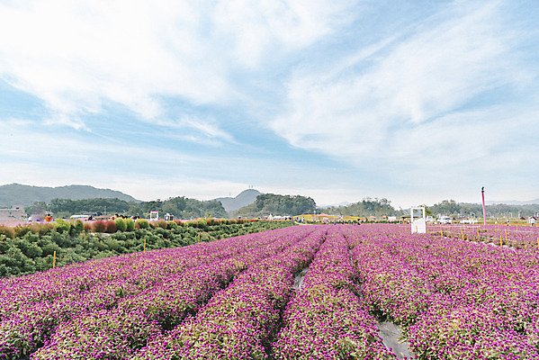 포토 자연요소 식물 공원 꽃 컨셉 한국 풍경 생태계 경기도 파일형식 양주_한국 가을_계절 나리공원 자연 사람없음 가을풍경 감성 한해살이풀 천일홍 꽃밭 JPG 주간 야외 양주시 하늘 국내포토