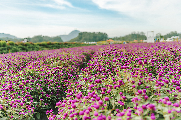 포토 JPG 주간 식물 꽃밭 자연 하늘 풍경 사람없음 야외 가을풍경 감성 경기도 한해살이풀 천일홍 나리공원 국내포토 양주시 자연요소 공원 꽃 컨셉 한국 생태계 파일형식 양주_한국 가을_계절