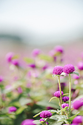 포토 JPG 주간 식물 꽃밭 자연 풍경 근접촬영 사람없음 야외 아웃포커스 가을풍경 감성 경기도 한해살이풀 천일홍 나리공원 국내포토 양주시 자연요소 공원 꽃 뷰포인트 컨셉 한국 촬영기법 생태계 파일형식 양주_한국 가을_계절