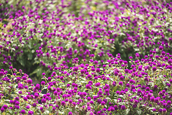 포토 JPG 주간 식물 꽃밭 자연 풍경 사람없음 야외 가을풍경 감성 경기도 한해살이풀 천일홍 나리공원 국내포토 양주시 자연요소 공원 꽃 컨셉 한국 생태계 파일형식 양주_한국 가을_계절