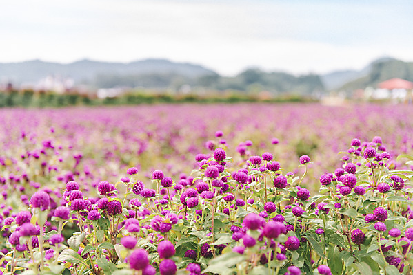 포토 JPG 주간 식물 꽃밭 자연 하늘 풍경 사람없음 야외 가을풍경 감성 경기도 한해살이풀 천일홍 나리공원 국내포토 양주시 자연요소 공원 꽃 컨셉 한국 생태계 파일형식 양주_한국 가을_계절