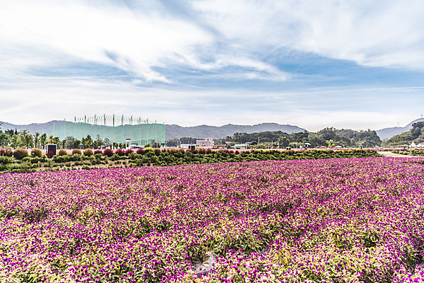 포토 JPG 주간 식물 꽃밭 자연 하늘 풍경 사람없음 야외 가을풍경 감성 경기도 한해살이풀 천일홍 나리공원 국내포토 양주시 자연요소 공원 꽃 컨셉 한국 생태계 파일형식 양주_한국 가을_계절