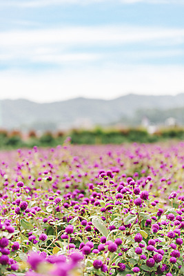 포토 JPG 주간 식물 꽃밭 자연 하늘 풍경 사람없음 야외 가을풍경 감성 경기도 한해살이풀 천일홍 나리공원 국내포토 양주시 자연요소 공원 꽃 컨셉 한국 생태계 파일형식 양주_한국 가을_계절