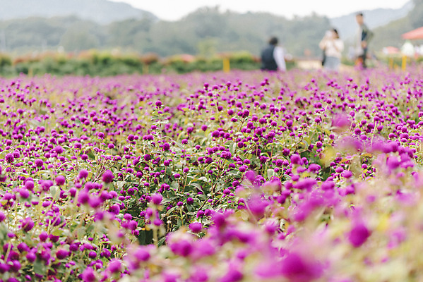 포토 JPG 주간 식물 꽃밭 자연 풍경 사람없음 야외 가을풍경 감성 경기도 한해살이풀 천일홍 나리공원 국내포토 양주시 자연요소 공원 꽃 컨셉 한국 생태계 파일형식 양주_한국 가을_계절