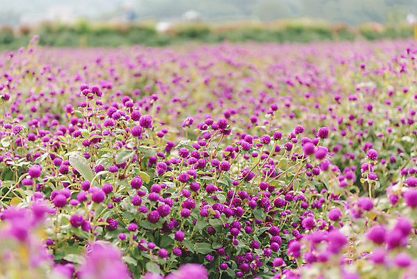 포토 JPG 주간 식물 꽃밭 자연 풍경 사람없음 야외 가을풍경 감성 경기도 한해살이풀 천일홍 나리공원 국내포토 양주시 자연요소 공원 꽃 컨셉 한국 생태계 파일형식 양주_한국 가을_계절