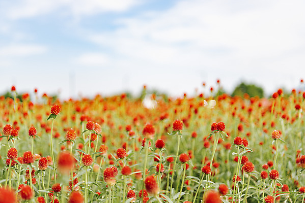 포토 JPG 주간 식물 꽃밭 자연 하늘 풍경 사람없음 야외 가을풍경 감성 경기도 한해살이풀 천일홍 나리공원 국내포토 양주시 자연요소 공원 꽃 컨셉 한국 생태계 파일형식 양주_한국 가을_계절