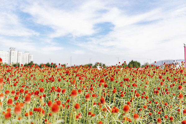 포토 JPG 주간 식물 꽃밭 자연 하늘 풍경 사람없음 야외 가을풍경 감성 경기도 한해살이풀 천일홍 나리공원 국내포토 양주시 자연요소 공원 꽃 컨셉 한국 생태계 파일형식 양주_한국 가을_계절