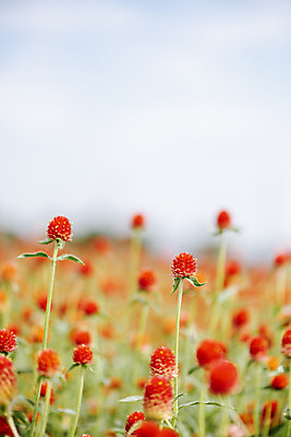 포토 JPG 주간 식물 꽃밭 자연 풍경 근접촬영 사람없음 야외 아웃포커스 가을풍경 감성 경기도 한해살이풀 천일홍 나리공원 국내포토 양주시 자연요소 공원 꽃 뷰포인트 컨셉 한국 촬영기법 생태계 파일형식 양주_한국 가을_계절