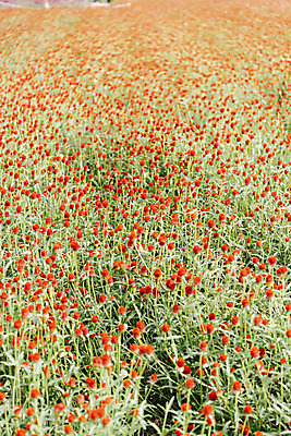 포토 JPG 주간 식물 꽃밭 자연 풍경 사람없음 야외 가을풍경 감성 경기도 한해살이풀 천일홍 나리공원 국내포토 양주시 자연요소 공원 꽃 컨셉 한국 생태계 파일형식 양주_한국 가을_계절