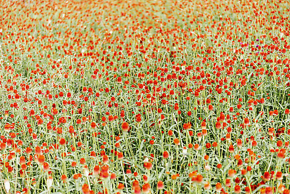 포토 JPG 주간 식물 꽃밭 자연 풍경 사람없음 야외 가을풍경 감성 경기도 한해살이풀 천일홍 나리공원 국내포토 양주시 자연요소 공원 꽃 컨셉 한국 생태계 파일형식 양주_한국 가을_계절