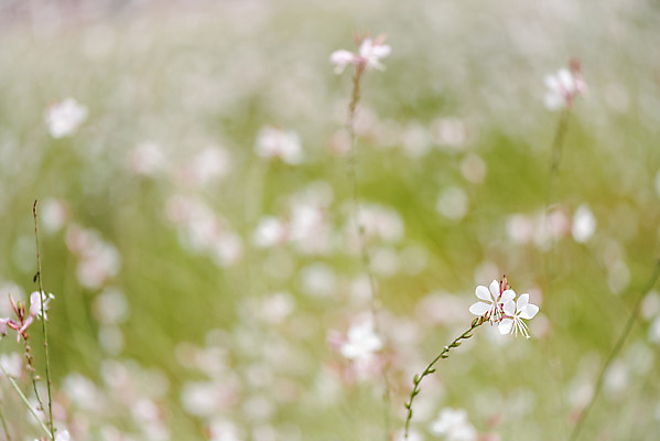 포토 JPG 주간 식물 꽃밭 자연 풍경 근접촬영 사람없음 야외 아웃포커스 가을풍경 감성 경기도 나리공원 가우라 국내포토 양주시 자연요소 공원 꽃 뷰포인트 컨셉 한국 촬영기법 생태계 파일형식 양주_한국 가을_계절