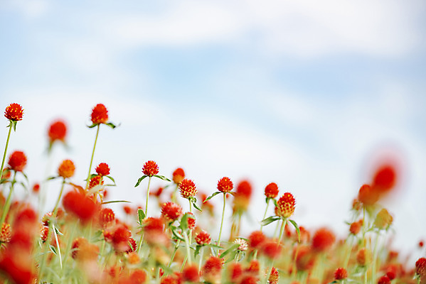 포토 JPG 주간 식물 꽃밭 자연 하늘 풍경 근접촬영 사람없음 야외 아웃포커스 가을풍경 감성 경기도 한해살이풀 천일홍 나리공원 국내포토 양주시 자연요소 공원 꽃 뷰포인트 컨셉 한국 촬영기법 생태계 파일형식 양주_한국 가을_계절
