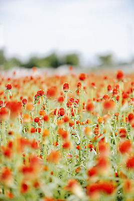 포토 JPG 주간 식물 꽃밭 자연 풍경 근접촬영 사람없음 야외 아웃포커스 가을풍경 감성 경기도 한해살이풀 천일홍 나리공원 국내포토 양주시 자연요소 공원 꽃 뷰포인트 컨셉 한국 촬영기법 생태계 파일형식 양주_한국 가을_계절