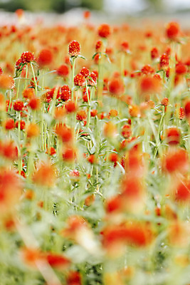 포토 JPG 주간 식물 꽃밭 자연 풍경 근접촬영 사람없음 야외 아웃포커스 가을풍경 감성 경기도 한해살이풀 천일홍 나리공원 국내포토 양주시 자연요소 공원 꽃 뷰포인트 컨셉 한국 촬영기법 생태계 파일형식 양주_한국 가을_계절