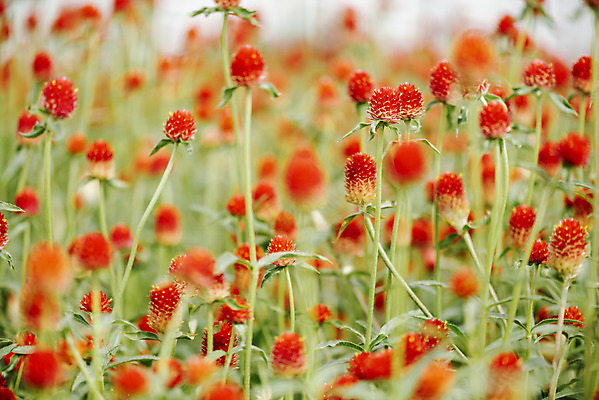 포토 JPG 주간 식물 꽃밭 자연 풍경 근접촬영 사람없음 야외 아웃포커스 가을풍경 감성 경기도 한해살이풀 천일홍 나리공원 국내포토 양주시 자연요소 공원 꽃 뷰포인트 컨셉 한국 촬영기법 생태계 파일형식 양주_한국 가을_계절