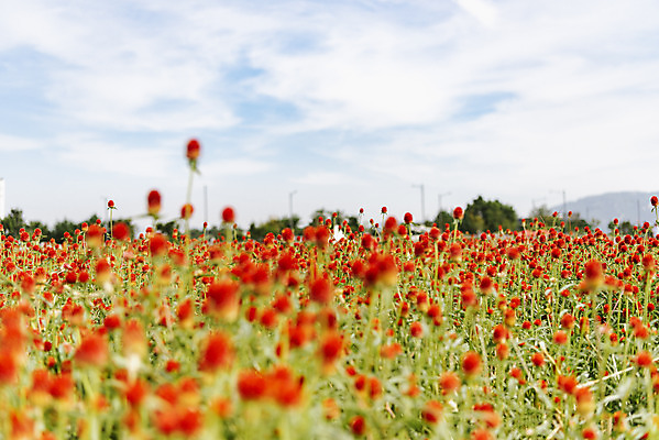 포토 JPG 주간 식물 꽃밭 자연 하늘 풍경 사람없음 야외 가을풍경 감성 경기도 한해살이풀 천일홍 나리공원 국내포토 양주시 자연요소 공원 꽃 컨셉 한국 생태계 파일형식 양주_한국 가을_계절