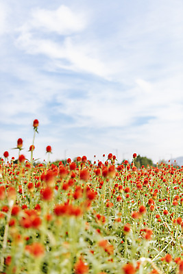 포토 JPG 주간 식물 꽃밭 자연 하늘 풍경 사람없음 야외 가을풍경 감성 경기도 한해살이풀 천일홍 나리공원 국내포토 양주시 자연요소 공원 꽃 컨셉 한국 생태계 파일형식 양주_한국 가을_계절