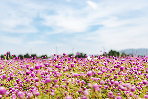 포토 JPG 주간 식물 꽃밭 자연 하늘 풍경 사람없음 야외 가을풍경 감성 경기도 한해살이풀 천일홍 나리공원 국내포토 양주시 자연요소 공원 꽃 컨셉 한국 생태계 파일형식 양주_한국 가을_계절