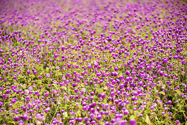 포토 JPG 주간 식물 꽃밭 자연 풍경 사람없음 야외 가을풍경 감성 경기도 한해살이풀 천일홍 나리공원 국내포토 양주시 자연요소 공원 꽃 컨셉 한국 생태계 파일형식 양주_한국 가을_계절