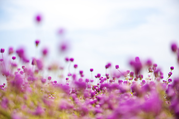 포토 JPG 주간 식물 꽃밭 자연 풍경 근접촬영 사람없음 야외 아웃포커스 가을풍경 감성 경기도 한해살이풀 천일홍 나리공원 국내포토 양주시 자연요소 공원 꽃 뷰포인트 컨셉 한국 촬영기법 생태계 파일형식 양주_한국 가을_계절