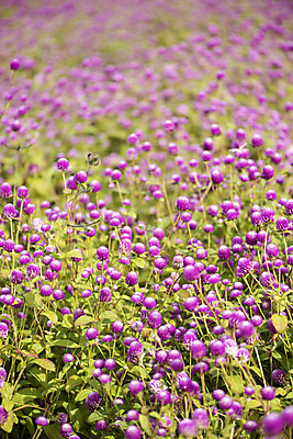 포토 JPG 주간 식물 꽃밭 자연 풍경 사람없음 야외 가을풍경 감성 경기도 한해살이풀 천일홍 나리공원 국내포토 양주시 자연요소 공원 꽃 컨셉 한국 생태계 파일형식 양주_한국 가을_계절