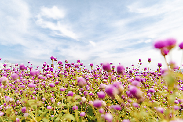 포토 JPG 주간 식물 꽃밭 자연 하늘 풍경 근접촬영 사람없음 야외 아웃포커스 가을풍경 감성 경기도 한해살이풀 천일홍 나리공원 국내포토 양주시 자연요소 공원 꽃 뷰포인트 컨셉 한국 촬영기법 생태계 파일형식 양주_한국 가을_계절