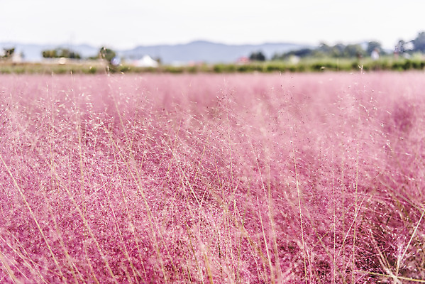포토 JPG 주간 자연 풍경 근접촬영 사람없음 야외 아웃포커스 가을풍경 풀 감성 경기도 여러해살이풀 핑크뮬리 나리공원 국내포토 양주시 자연요소 식물 공원 뷰포인트 컨셉 한국 촬영기법 풀_식물 생태계 파일형식 양주_한국 가을_계절