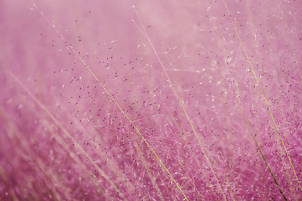 포토 JPG 주간 자연 풍경 근접촬영 사람없음 야외 아웃포커스 가을풍경 풀 감성 경기도 여러해살이풀 핑크뮬리 나리공원 국내포토 양주시 자연요소 식물 공원 뷰포인트 컨셉 한국 촬영기법 풀_식물 생태계 파일형식 양주_한국 가을_계절