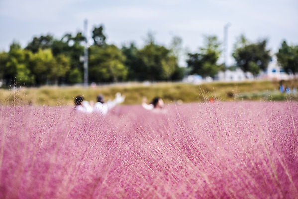 포토 JPG 주간 자연 풍경 사람없음 야외 가을풍경 풀 감성 경기도 여러해살이풀 핑크뮬리 나리공원 국내포토 양주시 자연요소 식물 공원 컨셉 한국 풀_식물 생태계 파일형식 양주_한국 가을_계절