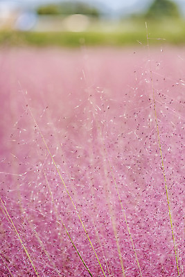 포토 JPG 주간 자연 풍경 근접촬영 사람없음 야외 아웃포커스 가을풍경 풀 감성 경기도 여러해살이풀 핑크뮬리 나리공원 국내포토 양주시 자연요소 식물 공원 뷰포인트 컨셉 한국 촬영기법 풀_식물 생태계 파일형식 양주_한국 가을_계절