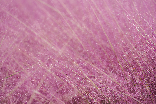 포토 JPG 주간 자연 풍경 근접촬영 사람없음 야외 가을풍경 풀 감성 경기도 여러해살이풀 핑크뮬리 나리공원 국내포토 양주시 자연요소 식물 공원 뷰포인트 컨셉 한국 풀_식물 생태계 파일형식 양주_한국 가을_계절