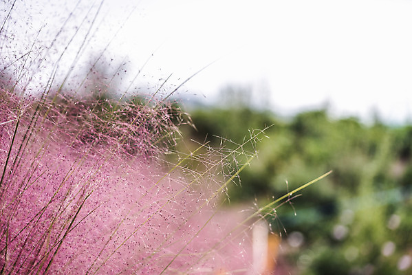 포토 JPG 주간 자연 풍경 근접촬영 사람없음 야외 아웃포커스 가을풍경 풀 감성 경기도 여러해살이풀 핑크뮬리 나리공원 국내포토 양주시 자연요소 식물 공원 뷰포인트 컨셉 한국 촬영기법 풀_식물 생태계 파일형식 양주_한국 가을_계절