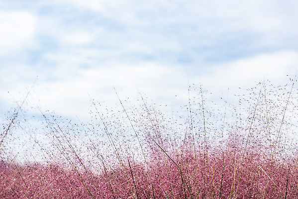 포토 JPG 주간 자연 하늘 풍경 근접촬영 사람없음 야외 아웃포커스 가을풍경 풀 감성 경기도 여러해살이풀 핑크뮬리 나리공원 국내포토 양주시 자연요소 식물 공원 뷰포인트 컨셉 한국 촬영기법 풀_식물 생태계 파일형식 양주_한국 가을_계절