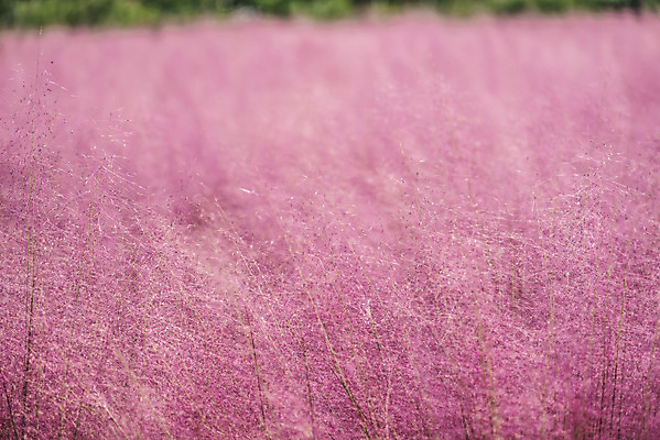 포토 JPG 주간 자연 풍경 근접촬영 사람없음 야외 가을풍경 풀 감성 경기도 여러해살이풀 핑크뮬리 나리공원 국내포토 양주시 자연요소 식물 공원 뷰포인트 컨셉 한국 풀_식물 생태계 파일형식 양주_한국 가을_계절