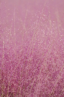 포토 JPG 주간 자연 풍경 근접촬영 사람없음 야외 가을풍경 풀 감성 경기도 여러해살이풀 핑크뮬리 나리공원 국내포토 양주시 자연요소 식물 공원 뷰포인트 컨셉 한국 풀_식물 생태계 파일형식 양주_한국 가을_계절