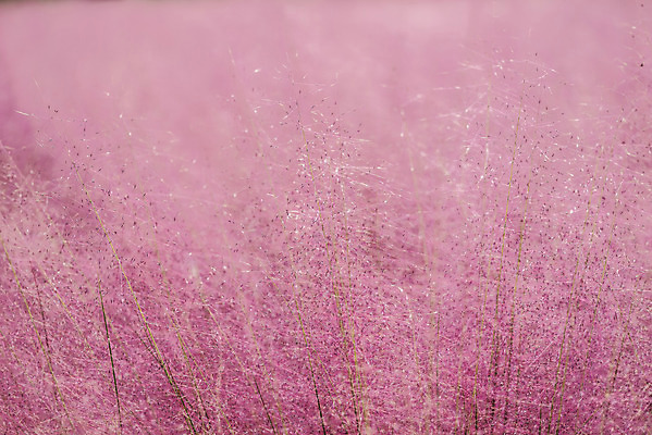포토 JPG 주간 자연 풍경 근접촬영 사람없음 야외 가을풍경 풀 감성 경기도 여러해살이풀 핑크뮬리 나리공원 국내포토 양주시 자연요소 식물 공원 뷰포인트 컨셉 한국 풀_식물 생태계 파일형식 양주_한국 가을_계절