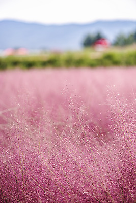 포토 JPG 주간 자연 풍경 근접촬영 사람없음 야외 아웃포커스 가을풍경 풀 감성 경기도 여러해살이풀 핑크뮬리 나리공원 국내포토 양주시 자연요소 식물 공원 뷰포인트 컨셉 한국 촬영기법 풀_식물 생태계 파일형식 양주_한국 가을_계절