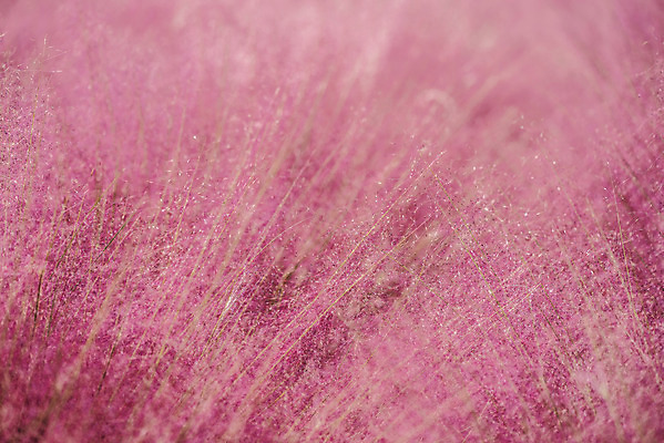 포토 JPG 주간 자연 풍경 근접촬영 사람없음 야외 가을풍경 풀 감성 경기도 여러해살이풀 핑크뮬리 나리공원 국내포토 양주시 자연요소 식물 공원 뷰포인트 컨셉 한국 풀_식물 생태계 파일형식 양주_한국 가을_계절