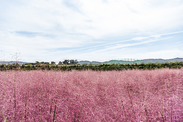 포토 JPG 주간 자연 하늘 풍경 사람없음 야외 가을풍경 풀 감성 경기도 여러해살이풀 핑크뮬리 나리공원 국내포토 양주시 자연요소 식물 공원 컨셉 한국 풀_식물 생태계 파일형식 양주_한국 가을_계절